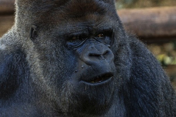 A large black gorilla with a mouth open. Concept of curiosity and wonder as the gorilla stares at the camera
