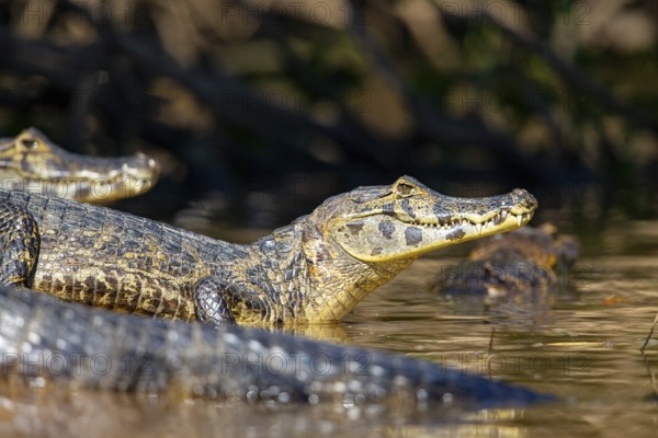 Spectacled caiman (Caiman crocodilius) Pantanal Brazil