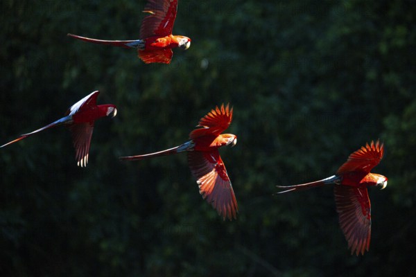 Red-and-green macaw (Ara chloropterus) Buraco das Araras Brazil
