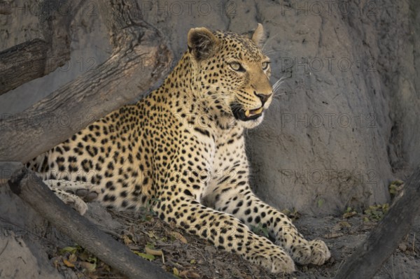 Leopard (Panthera pardus) portrait close-up of the face. The big cat is resting on a termite hill with open mouth. Okavango Delta, Botswana, Africa