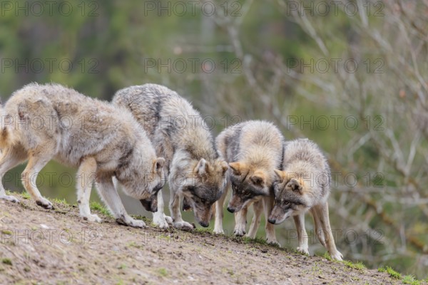 A pack of grey wolves (Canis lupus lupus) playing on a hill and showing social behaviour