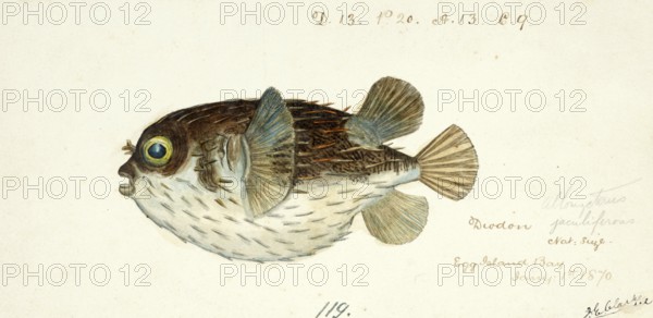 Diodon Orbicularis, spiny fish, balloon fish, fish, reproduction of an original, by Frank Edward Clarke (b. 1849, d. 1899), ichthyologist and scientific draughtsman