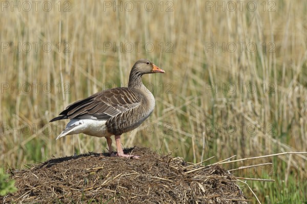 Greylag goose (Anser anser) building a nest, Dümmer, Lake Dümmer, Ochsenmoor, Hüde, Lower Saxony, Germany, Europe