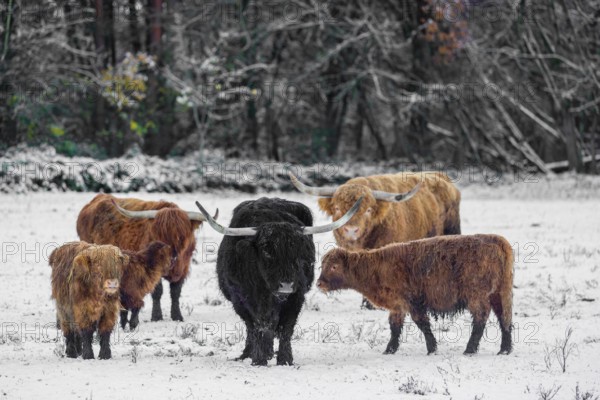 A herd of Highland cattle (Bos primigenius taurus) stands on a snow-covered pasture