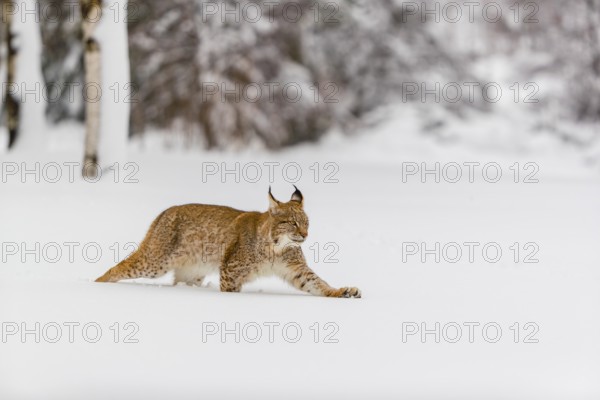One young male Eurasian lynx, (Lynx lynx), walking over a deep snow covered meadow with a forest in the background