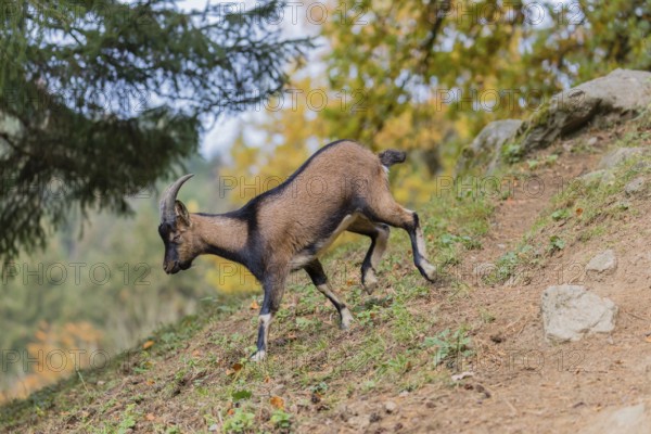 One female bezoar ibex (Capra aegagrus aegagrus) stands at a forest edge on hilly ground