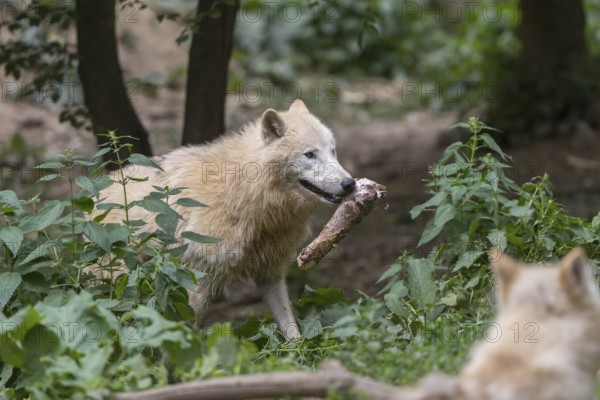 One Arctic wolf (Canis lupus arctos) walking thru dense green vegetation on hilly ground carrying a piece of prey