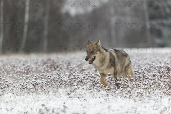 One young male eurasian gray wolf (Canis lupus lupus) running towards the camera over a snow covered meadow during snowfall. White meadow and dark forest in the background