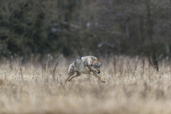 One young male eurasian gray wolf (Canis lupus lupus) running over a meadow. Dark forest in the background