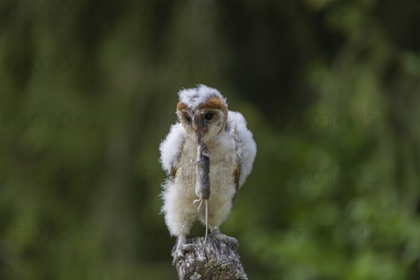 One young barn owl (Tyto alba) sitting on a branch lying in a meadow in late evening light