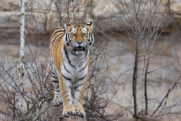 Female adult Siberian Tiger, Panthera tigris altaica, standing on a log, portrait, looking to camera