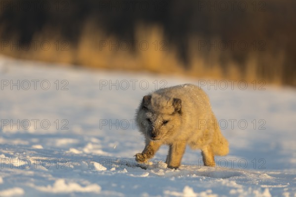 One arctic fox (Vulpes lagopus), (white fox, polar fox, or snow fox) running over a snow covered meadow in the first morning light at 17 degree Celsius below zero