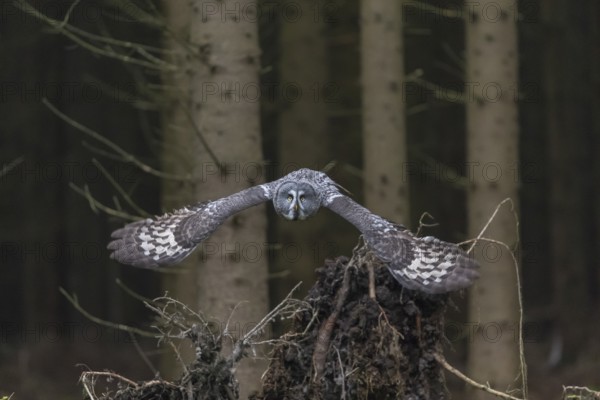 One great grey owl (Strix nebulosa) flying through a spruce forest