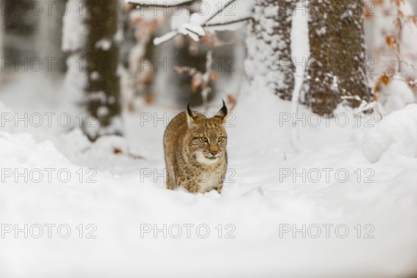 One young male Eurasian lynx, (Lynx lynx), walking through deep snow covered undergrowth in a forest