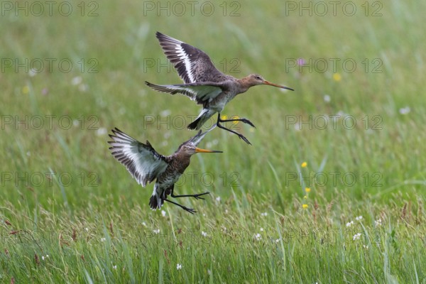 Black-tailed Godwit (Limosa limosa), in flight, two adult birds fighting over breeding territorial rights over meadow, Texel, Holland