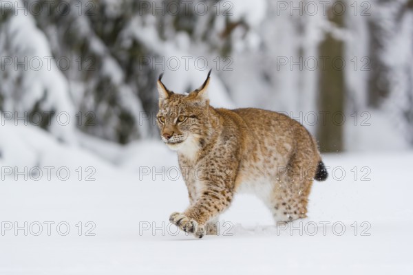 One young male Eurasian lynx, (Lynx lynx), walking over a deep snow covered meadow with a forest in the background
