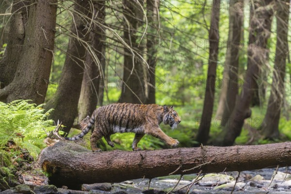 One young female Siberian Tiger, Panthera tigris altaica, crossing a creek deep in a forest over a natural bridge, a fallen tree