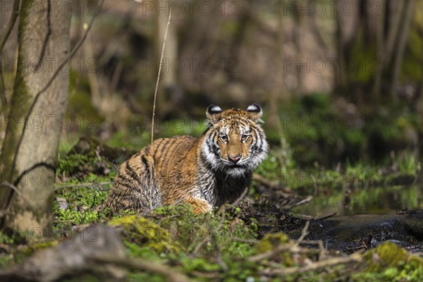 One young female Siberian Tiger, Panthera tigris altaica, standing on shore of a creek in a forest. Early morning light