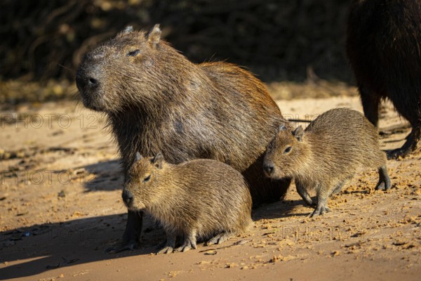 Capybara (Hydrochaeris hydrochaeris) Pantanal Brazil