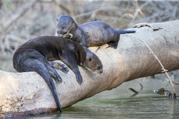 Giant otter (Pteronura brasiliensis) Pantanal Brazil
