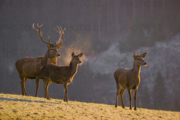 Two red deer hinds and a stag (Cervus elaphus) stand on a frozen meadow on hilly ground in the first light of the day. A forest in fall foliage in the background