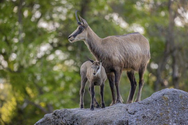 One adult female chamois (Rupicapra rupicapra) and her baby standing on a rock. A green forest in the background