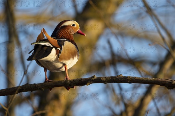 Mandarin duck (Aix galericulata), drake, sitting on a branch, high in a tree, Heiligenhaus, North Rhine-Westphalia, Germany, Europe