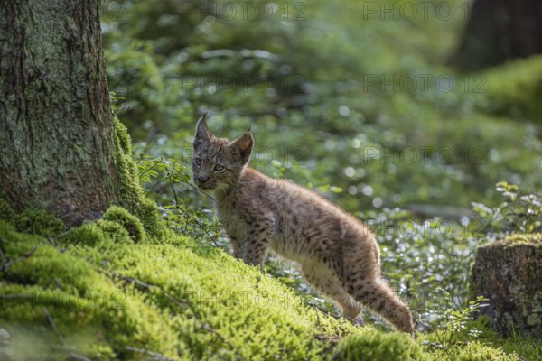 One young (10 weeks old) male Eurasian lynx, (Lynx lynx), walking over a mossy, wet forest floor. Backlit condition