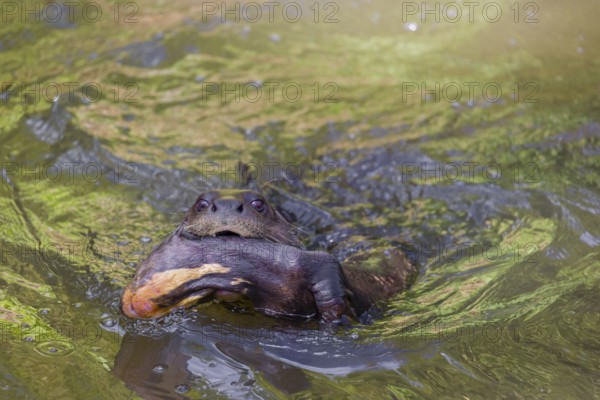 An adult giant otter or giant river otter (Pteronura brasiliensis) swims in a small river carrying a 2-month-old young around in its mouth