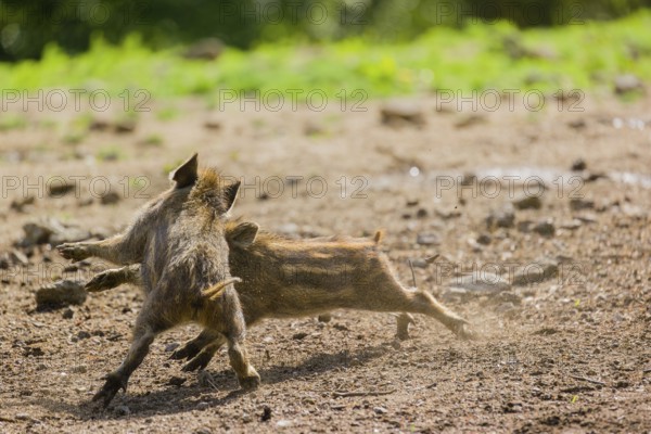 Two Wild boar (Sus scrofa) piglets play on a clearing