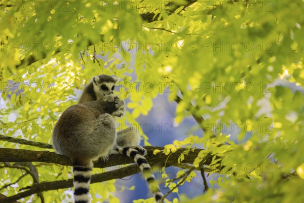 Two ring-tailed lemurs (Lemur catta) sitting in a tree with fresh green leaves. Grooming each other
