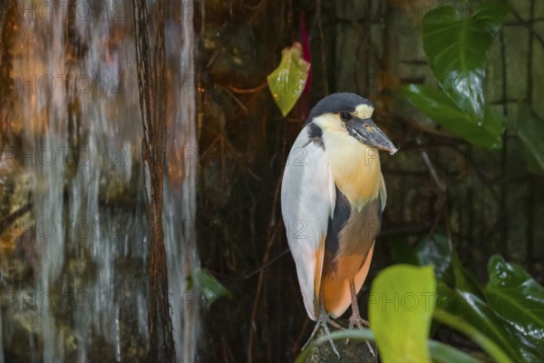 A boat-billed heron (Cochlearius cochlearius) stands on a stone next to a waterfall
