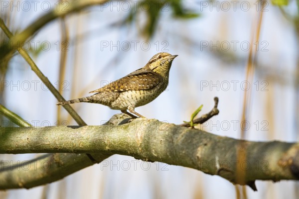 Eurasian wryneck (Jynx torquilla) Germany