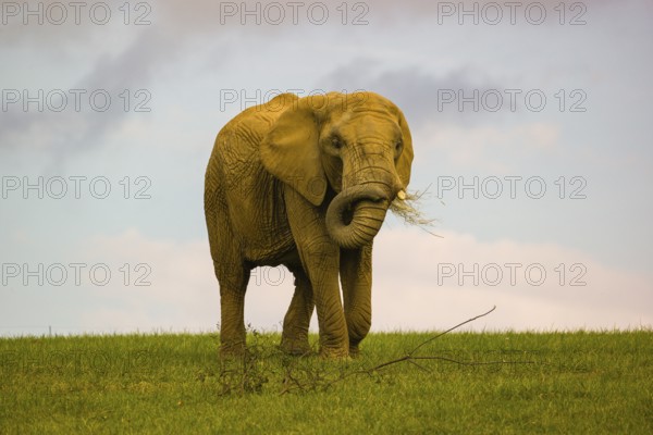 An adult female African elephant (Loxodonta africana) walks across a meadow, eating grass