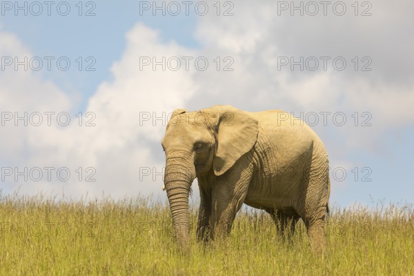 An adult female African elephant (Loxodonta africana) stands on a meadow with tall grass, eating it