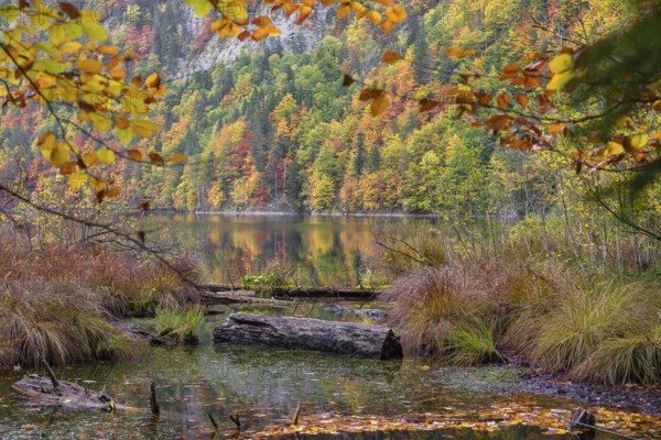 Driftwood on the shore of Lake Toplitz, forest in full autumn colors, Austria, Europe