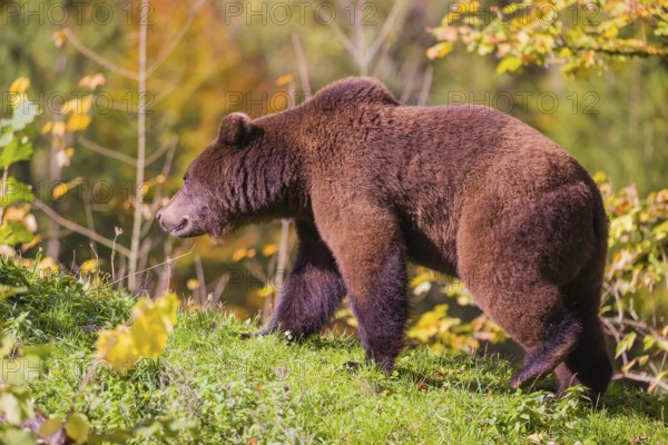 A young male brown bear (Ursus arctos arctos) crosses a meadow on hilly terrain, looking for food. In the distance is a forest in fall foliage