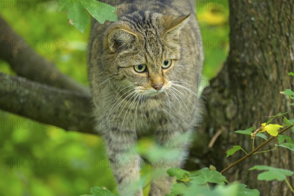 European wildcat or forest cat (Felis silvestris) in the wildcat enclosure at the Thayatal National Park House, Hardegg, Lower Austria, Austria, Europe