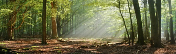 Panorama, morning mood in a natural deciduous forest of beech and oak trees, sunbeams breaking through the morning mist, Reinhardswald, Hesse, Germany, Europe