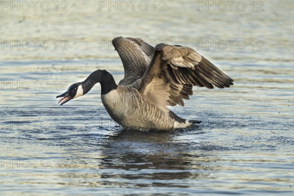 Canada goose (Branta canadensis), Vulkaneifel, Rhineland-Palatinate, Germany, Europe