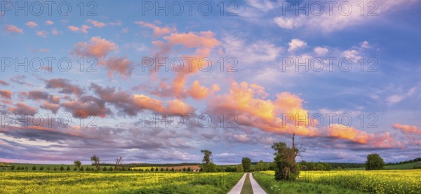 Straight field path made of concrete slabs through typical field landscape in spring in the evening, blooming rape field, blue sky with orange glowing clouds, Freyburg (Unstrut), Burgenlandkreis, Saxony-Anhalt, Germany, Europe
