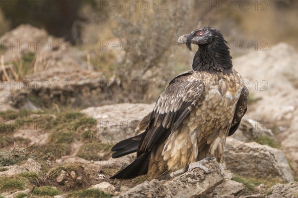 Bearded vulture (Gypaetus barbatus), also known as lammergeier or bone crusher, foraging, young bird, largest bird of prey in Europe, Catalan Alps, Spain, Europe