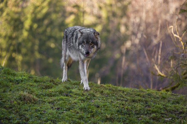 An adult male eurasian gray wolf (Canis lupus lupus) stands on a green meadow on hilly terrain