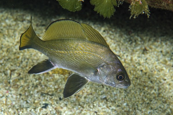 Grey mullet (Sciaena umbra with spread fins swimming over sandy seabed in rocky reef, Mediterranean Sea, Capo Testa peninsula, Santa Teresa di Gallura, Sardinia, Italy, Europe