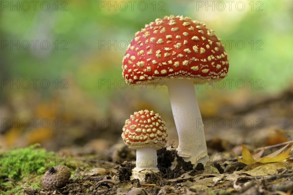 Fly agaric (Amanita muscaria), small and large fruiting bodies, North Rhine-Westphalia, Germany, Europe