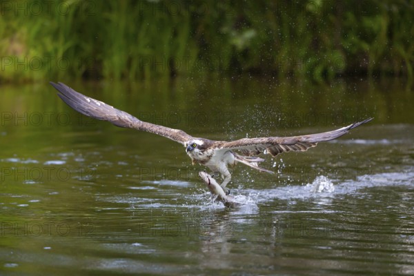 Western osprey (Pandion haliaetus) fishing, Finland, Europe