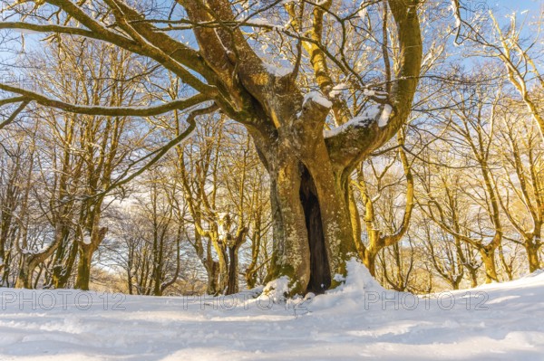Oianleku Natural Park at sunrise, snowy beech forest in the town of Oiartzun in Peñas de Aya, Gipuzkoa. Basque Country