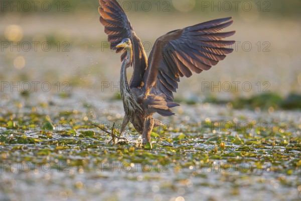 Purple heron (Ardea purpurea), the bird searches for prey in shallow water in the early morning and flies off, Hungary, Europe