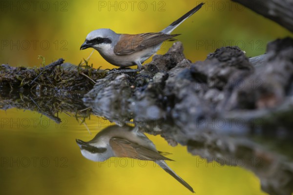 Red-backed Shrike (Lanius collurio) male drinking, Hungary, Europe