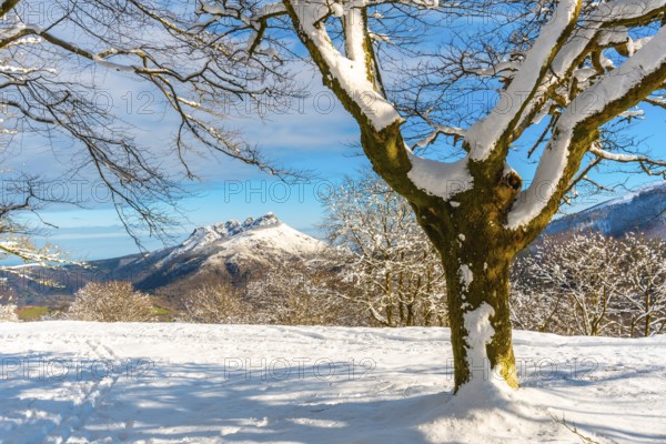 The Oianleku natural park at sunrise in the town of Oiartzun and in the background Mount Peñas de Aya, Gipuzkoa. Basque Country